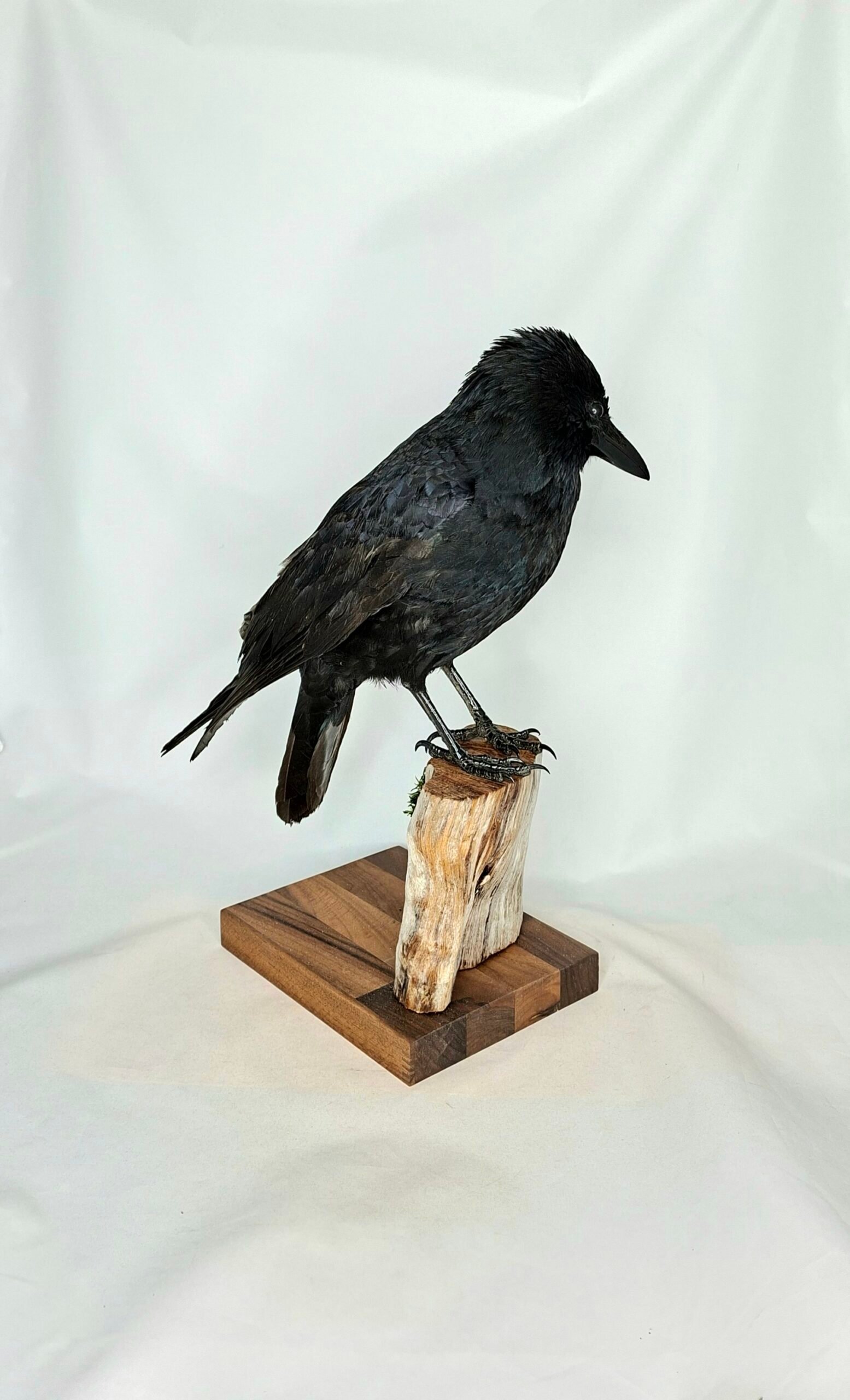 Taxidermy Carrion Crow. Log no 231a. - Image 3