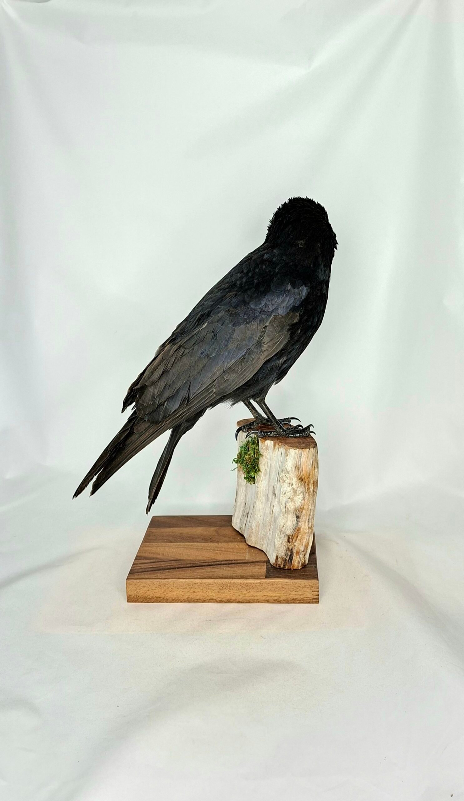 Taxidermy Carrion Crow. Log no 231a. - Image 4