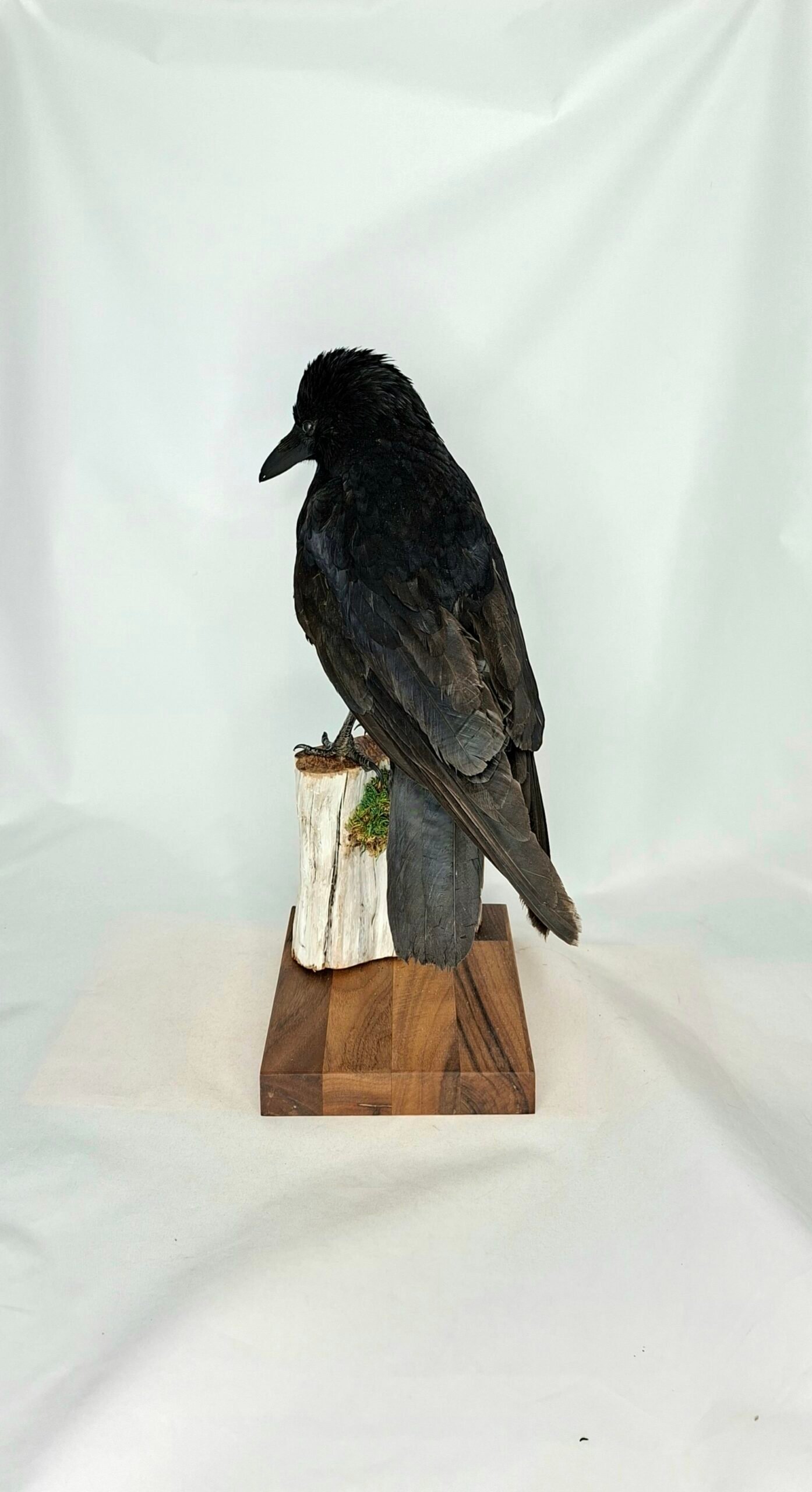 Taxidermy Carrion Crow. Log no 231a. - Image 5