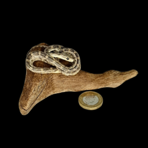 SOLD - Taxidermy Small Corn Snake. Log no 228.