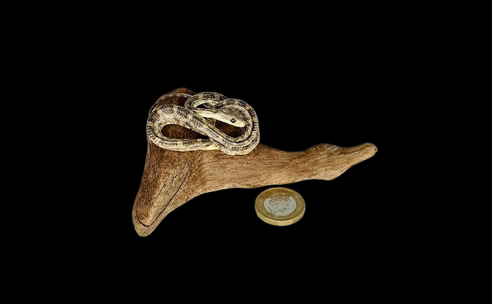 SOLD - Taxidermy Small Corn Snake. Log no 228.