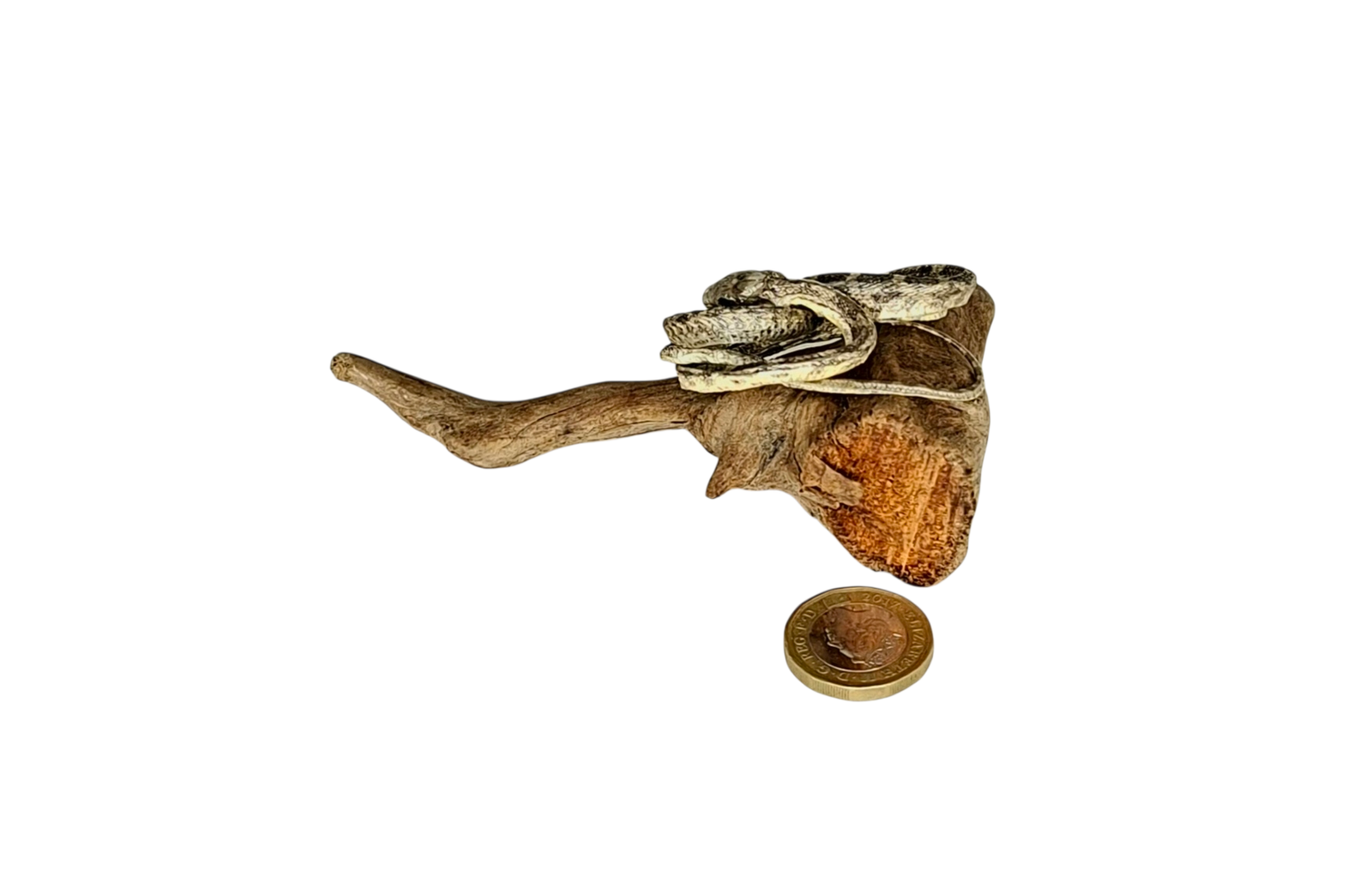 SOLD - Taxidermy Small Corn Snake. Log no 228. - Image 3