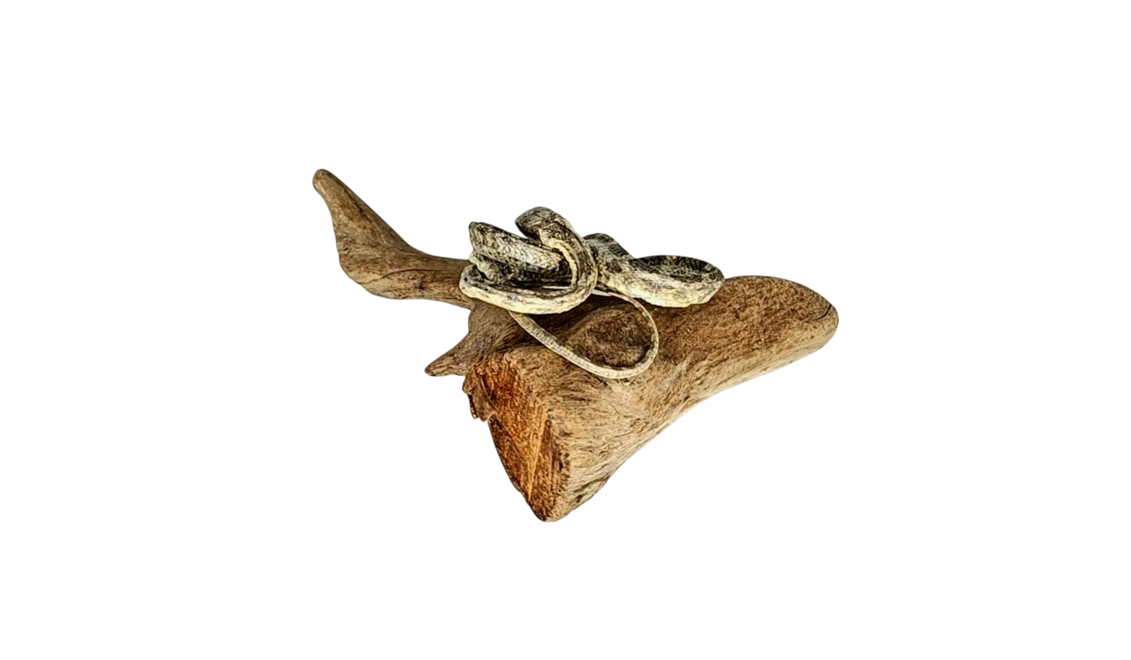 SOLD - Taxidermy Small Corn Snake. Log no 228. - Image 4