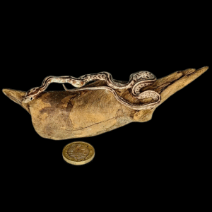SOLD - Taxidermy Small Corn Snake. Log no 230.