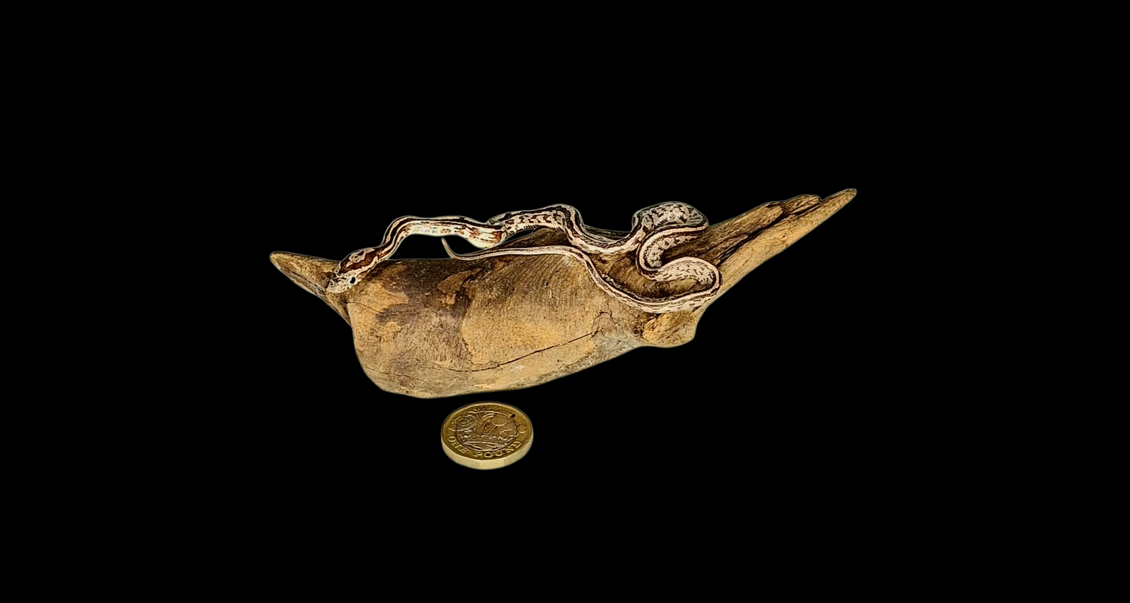 SOLD - Taxidermy Small Corn Snake. Log no 230.
