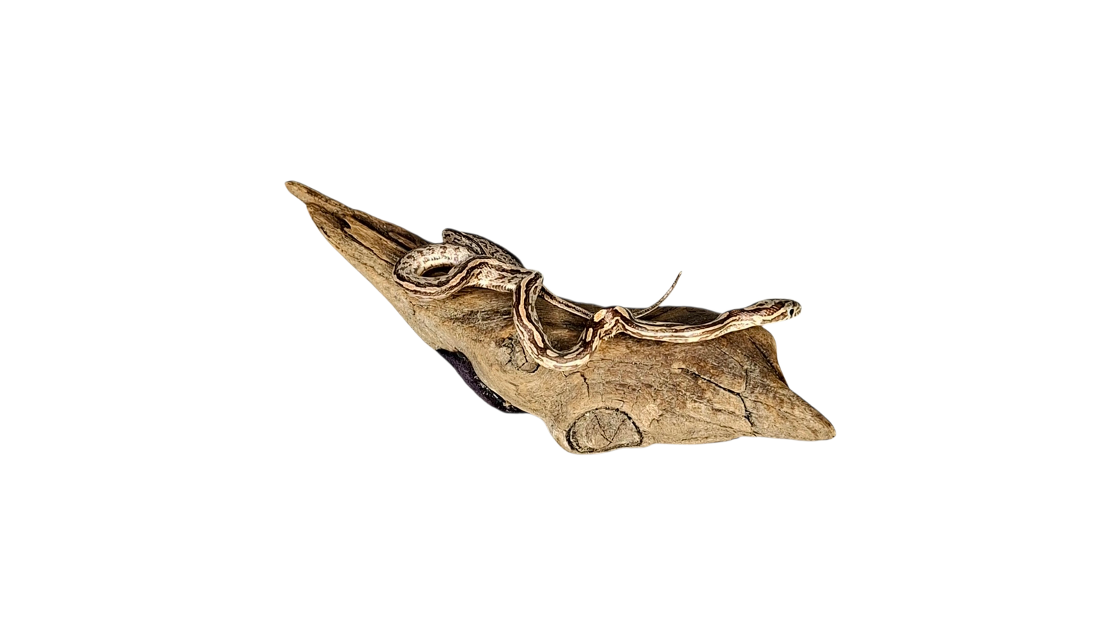 SOLD - Taxidermy Small Corn Snake. Log no 230. - Image 3