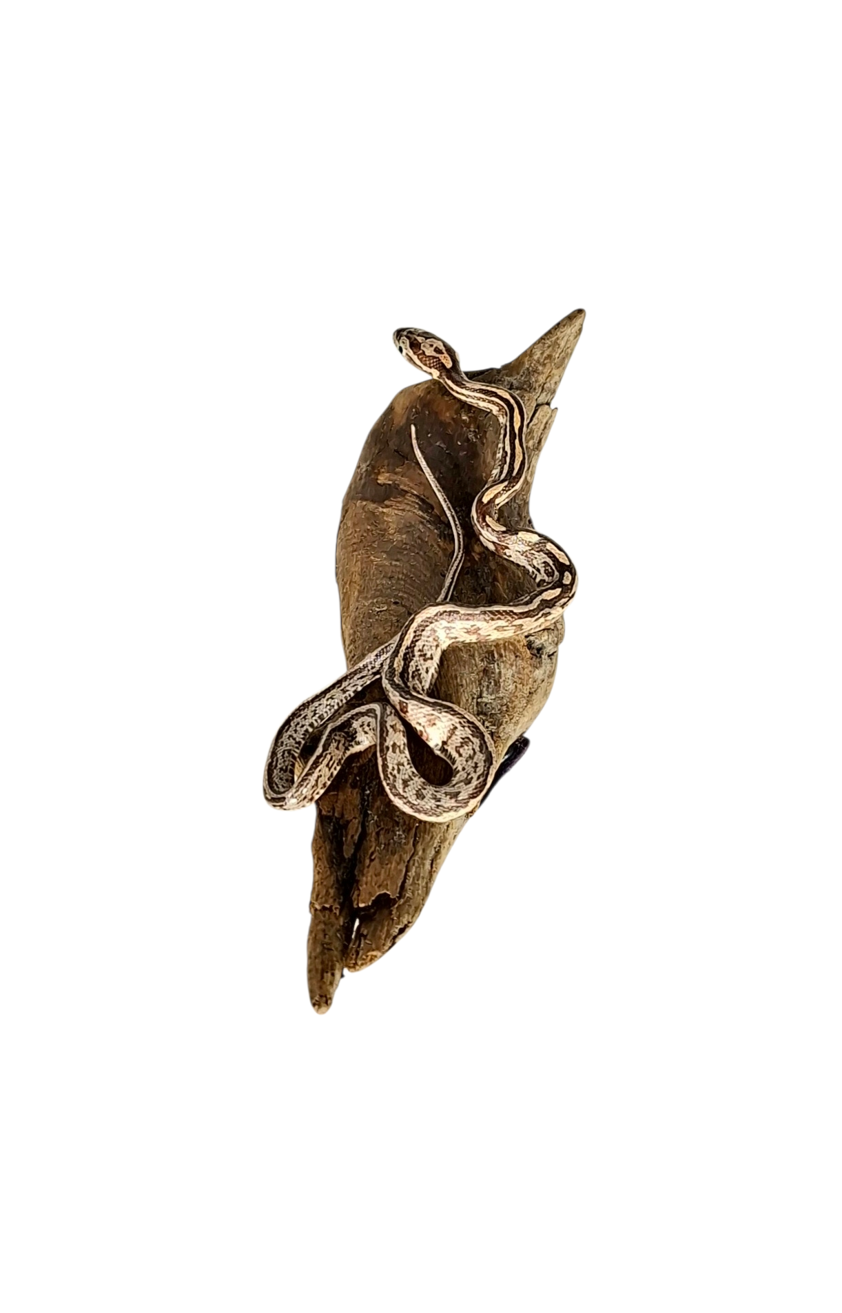 SOLD - Taxidermy Small Corn Snake. Log no 230. - Image 5