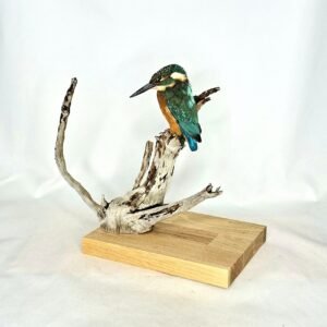 SOLD - Taxidermy Common Kingfisher. Log no 779a.