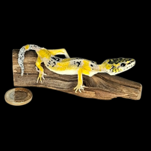 Taxidermy Leopard Gecko. Log no 400.