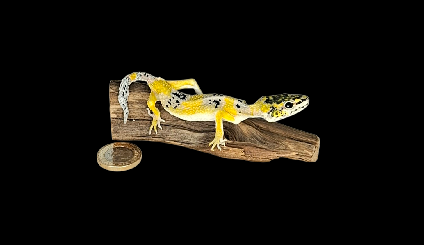 Taxidermy Leopard Gecko. Log no 400.