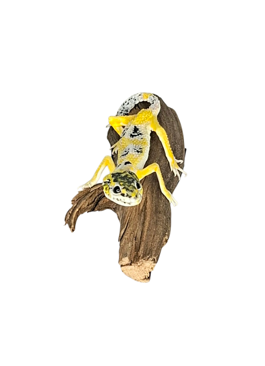 Taxidermy Leopard Gecko. Log no 400. - Image 2