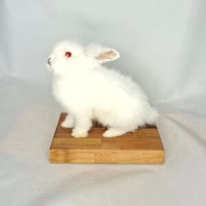 Taxidermy Lionhead Rabbit. Log no 232.
