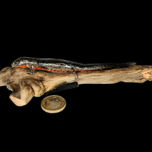 Taxidermy Oriental Fire Bellied Newt. Log no 229.