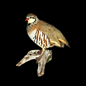 SOLD - Taxidermy Red Legged Partridge. Log no 688a.