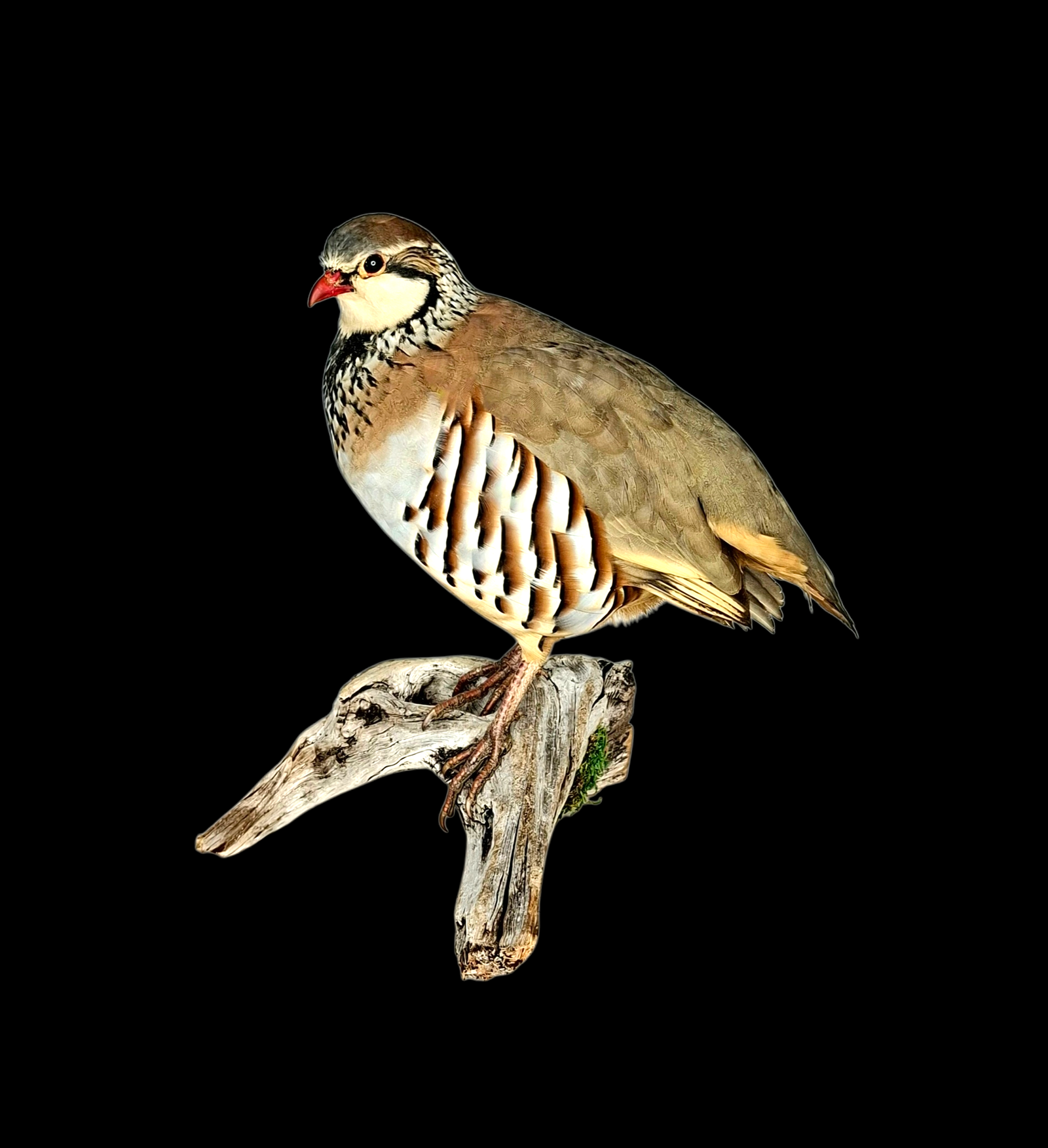 SOLD - Taxidermy Red Legged Partridge. Log no 688a.