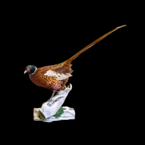 Taxidermy Ring Necked Pheasant. Log no 676a.