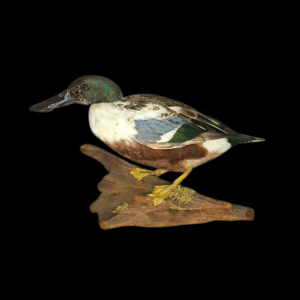 Taxidermy Drake Northern Shoveler. Log no 770a.