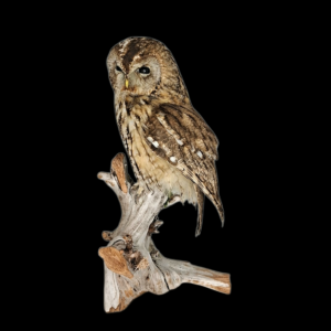 Taxidermy Tawny Owl. Log no 751a. 