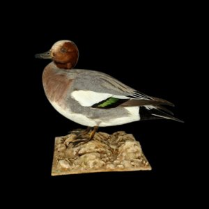 Taxidermy Drake Eurasian Wigeon. Log no 773a.
