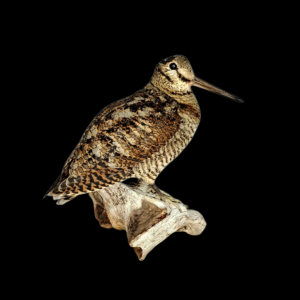 Taxidermy Woodcock. Log no 9723a.