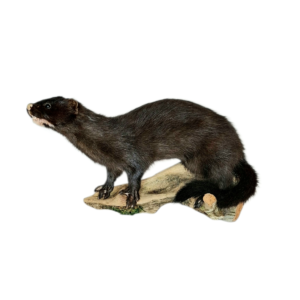 Taxidermy American Mink. Log no 114.