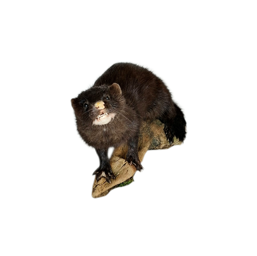 Taxidermy American Mink. Log no 114. - Image 2