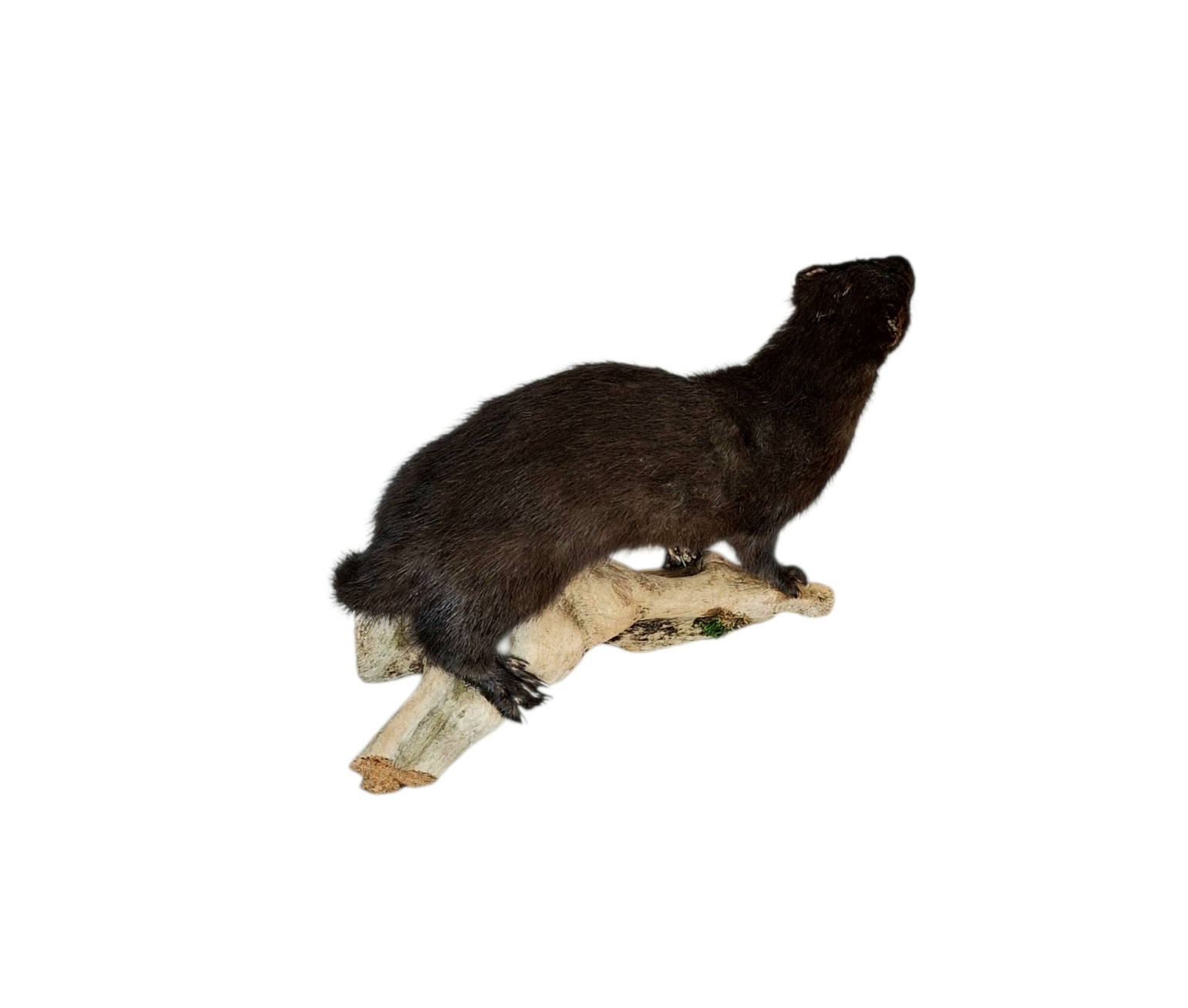 Taxidermy American Mink. Log no 114. - Image 4