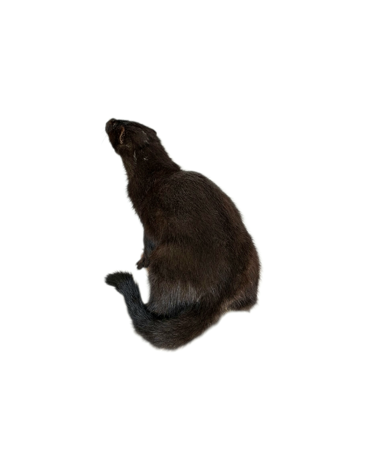 Taxidermy American Mink. Log no 114. - Image 5