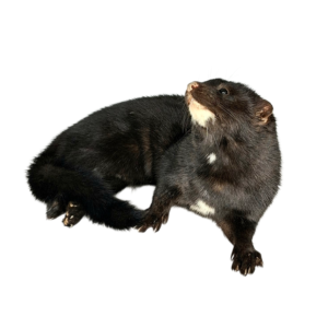 Taxidermy American Mink. Log no 119.