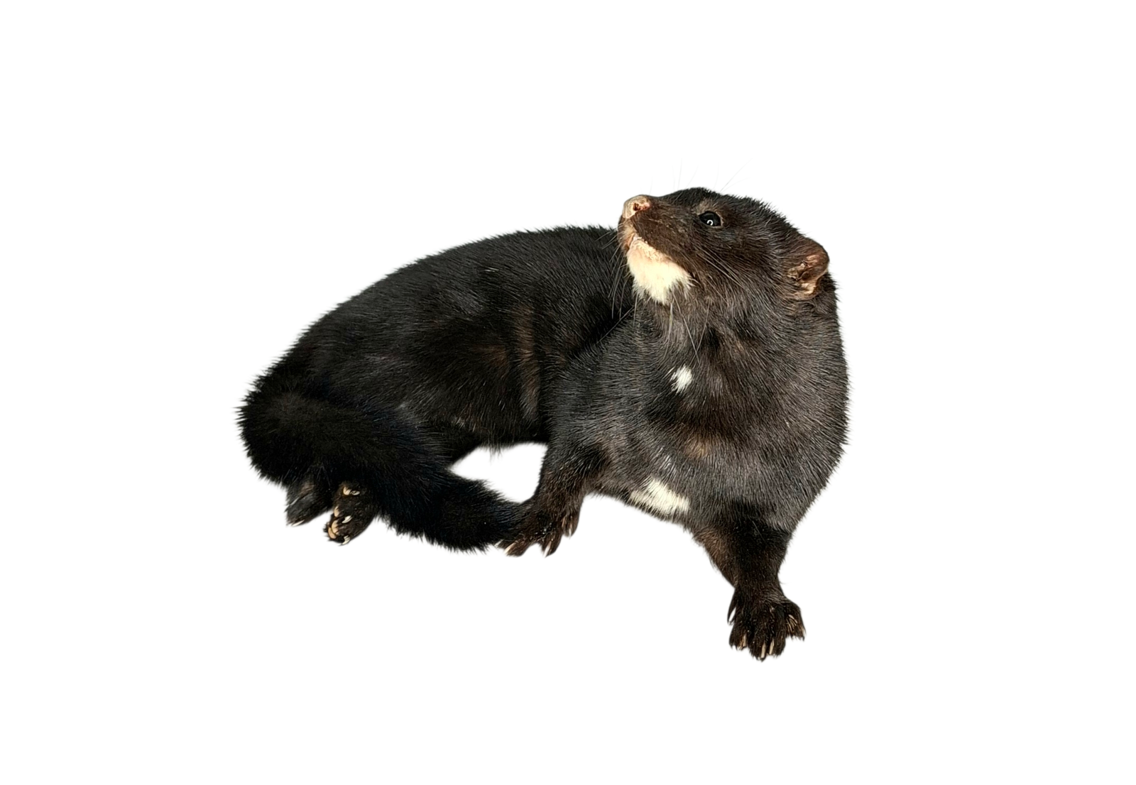 Taxidermy American Mink. Log no 119.
