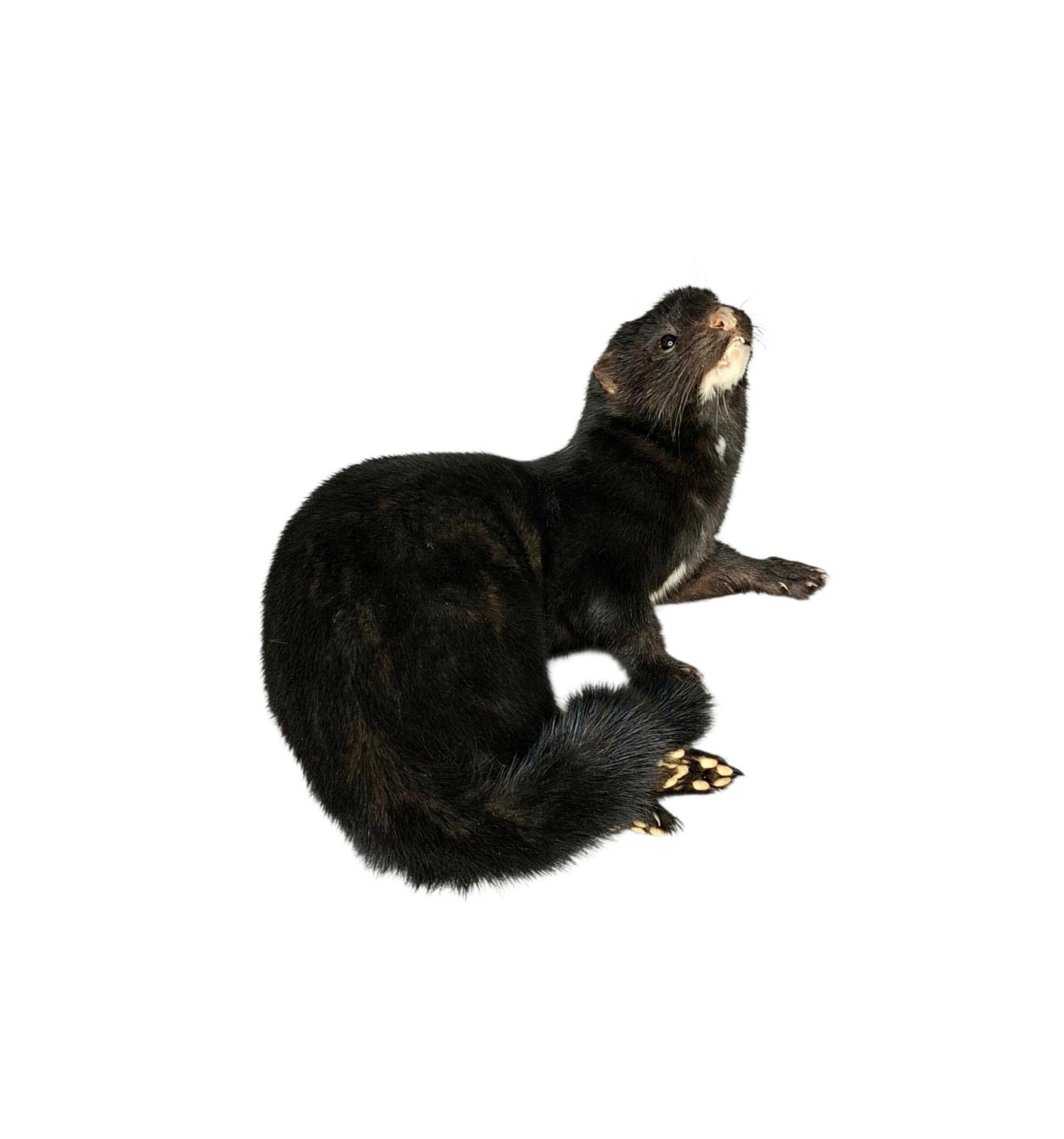 Taxidermy American Mink. Log no 119. - Image 2