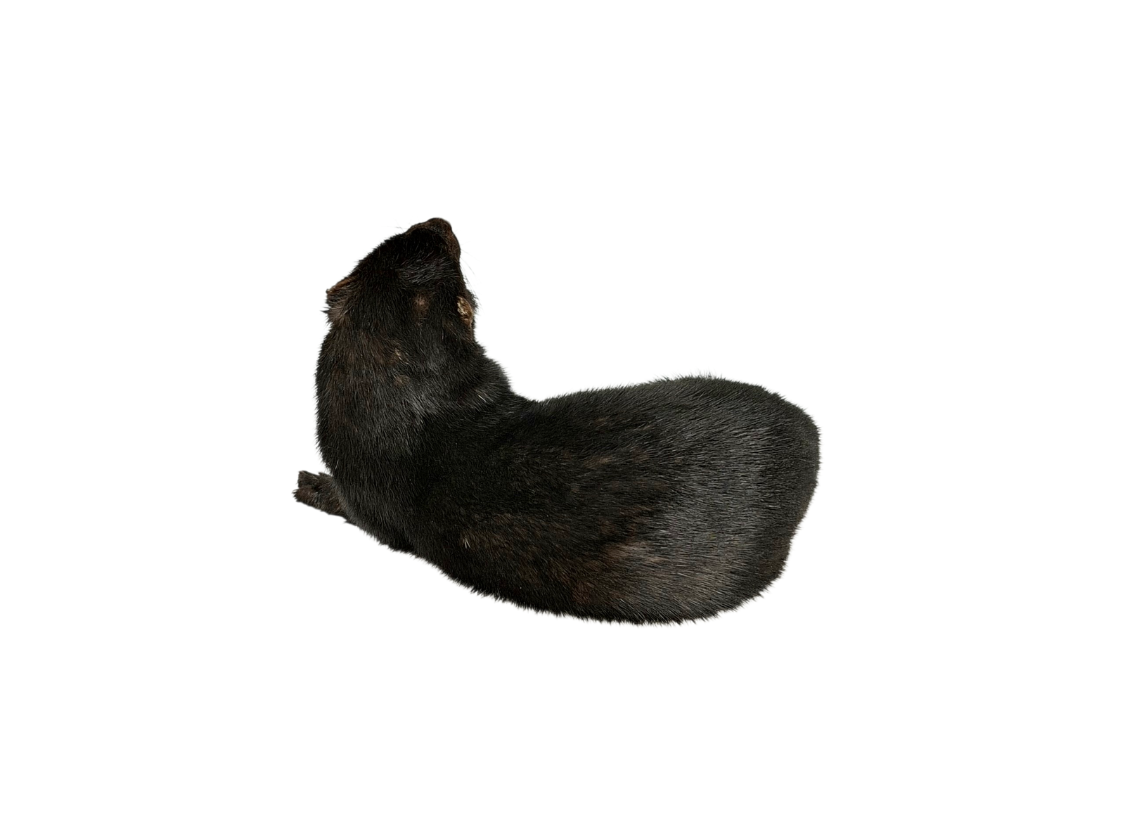 Taxidermy American Mink. Log no 119. - Image 3