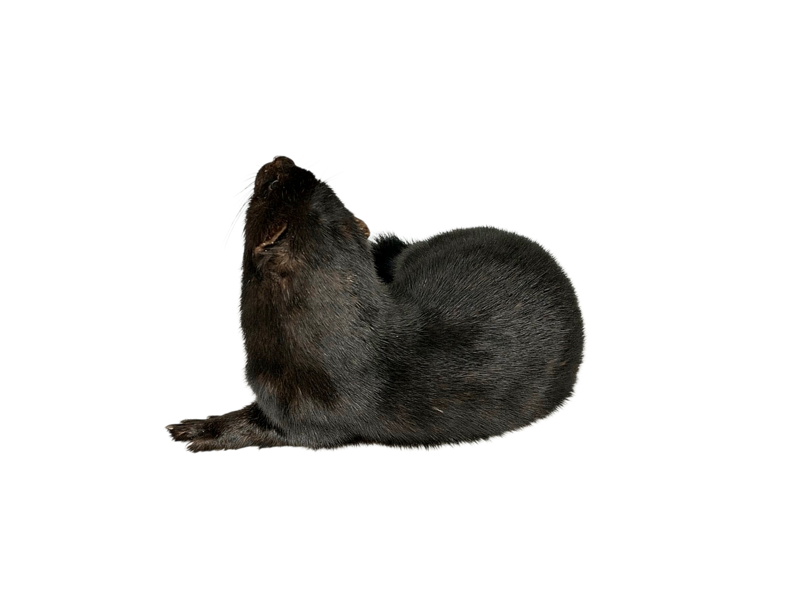 Taxidermy American Mink. Log no 119. - Image 4