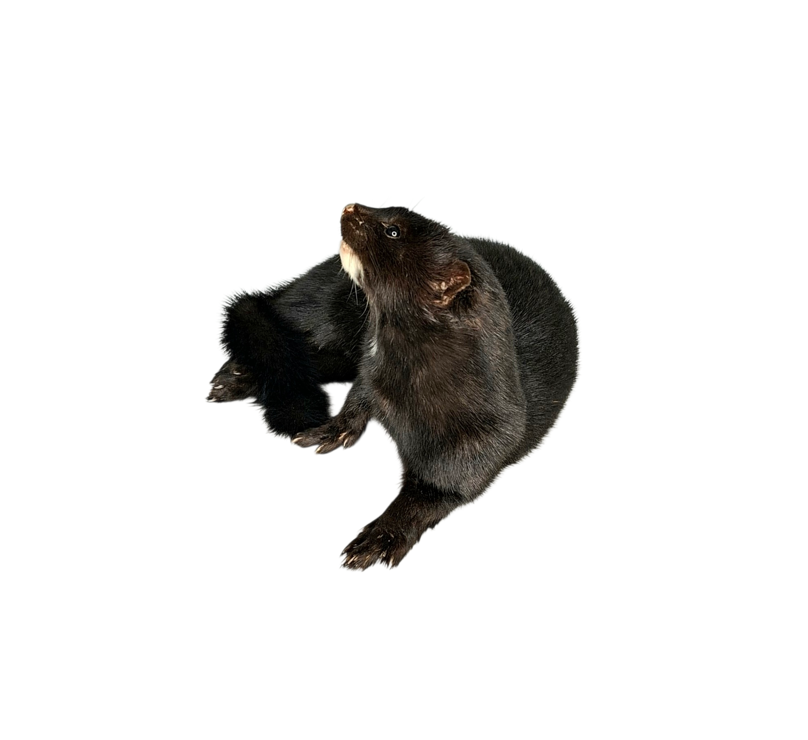 Taxidermy American Mink. Log no 119. - Image 5