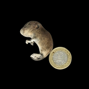 Taxidermy Baby Field Mouse. Log no 124.