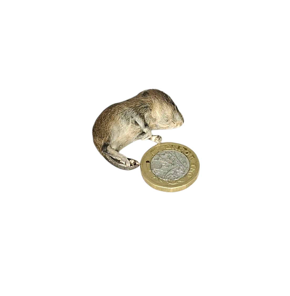 Taxidermy Baby Field Mouse. Log no 124. - Image 5