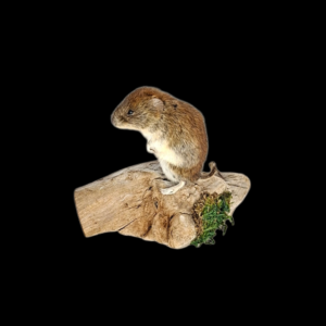 Taxidermy Bank Vole. Log no 118. 