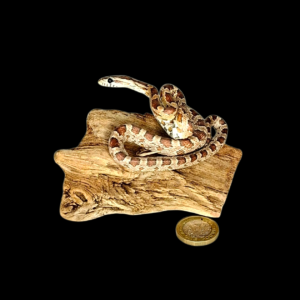 Taxidermy Small Corn Snake. Log no 123.