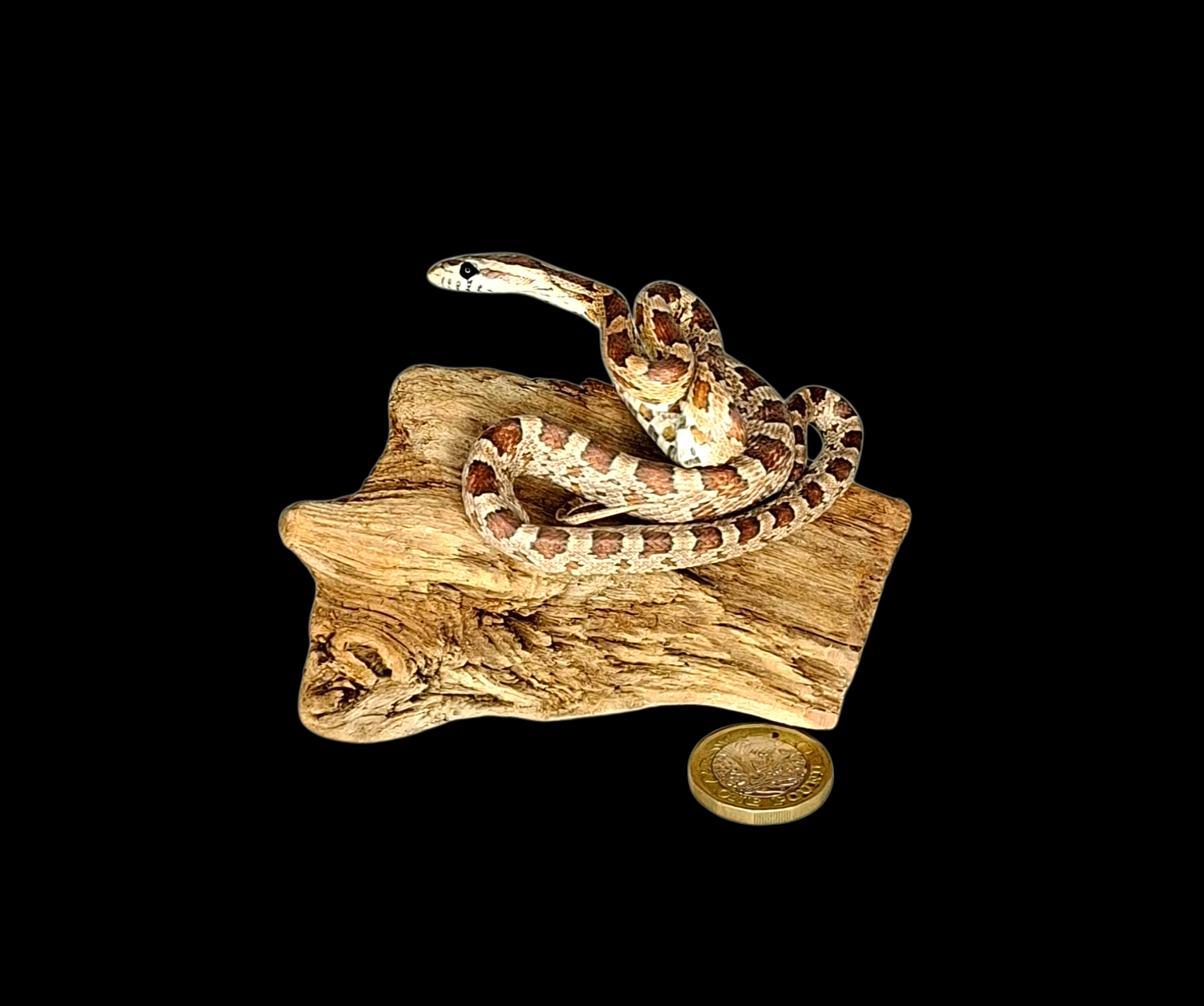 Taxidermy Small Corn Snake. Log no 123.