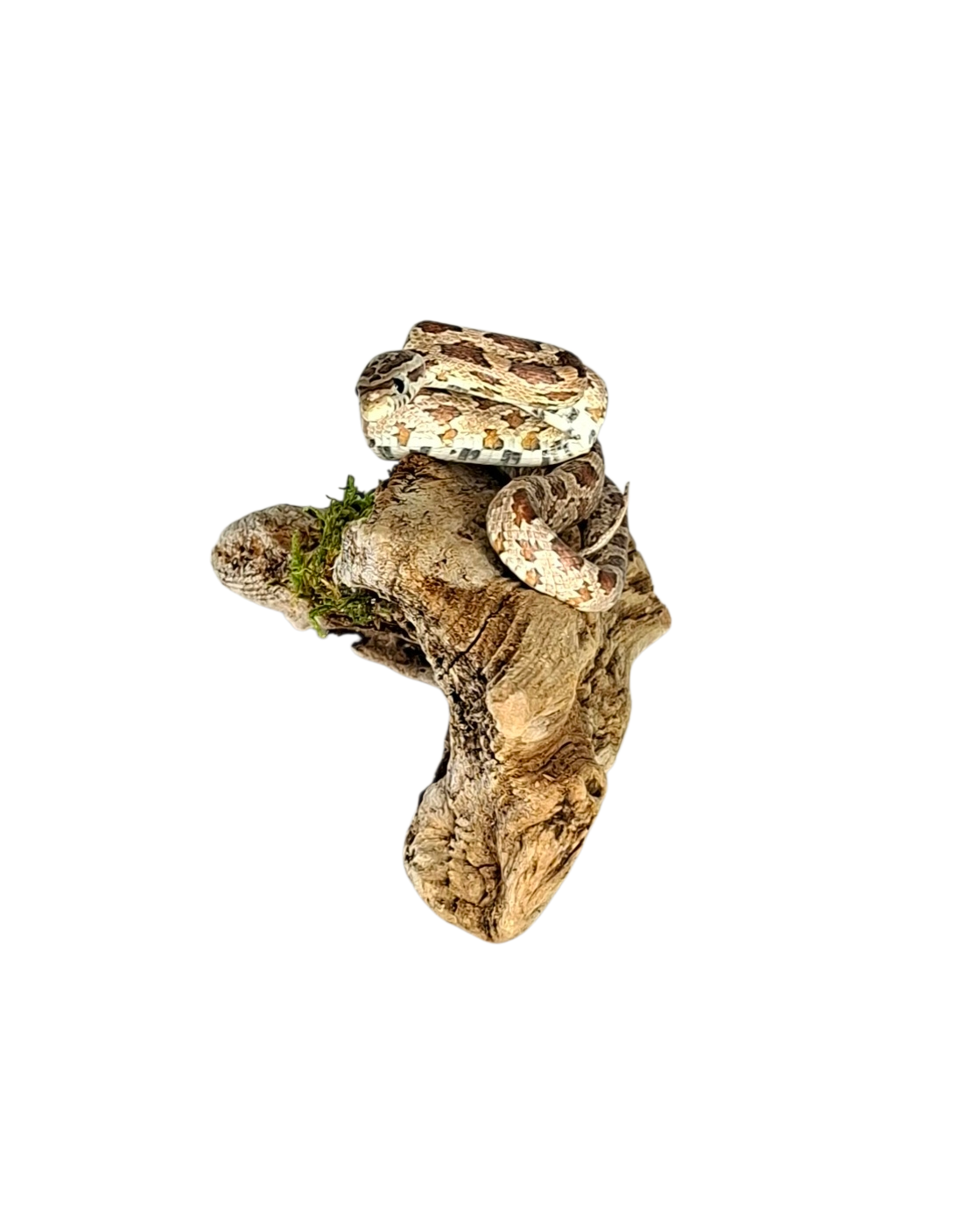 Taxidermy Small Corn Snake. Log no 123. - Image 2