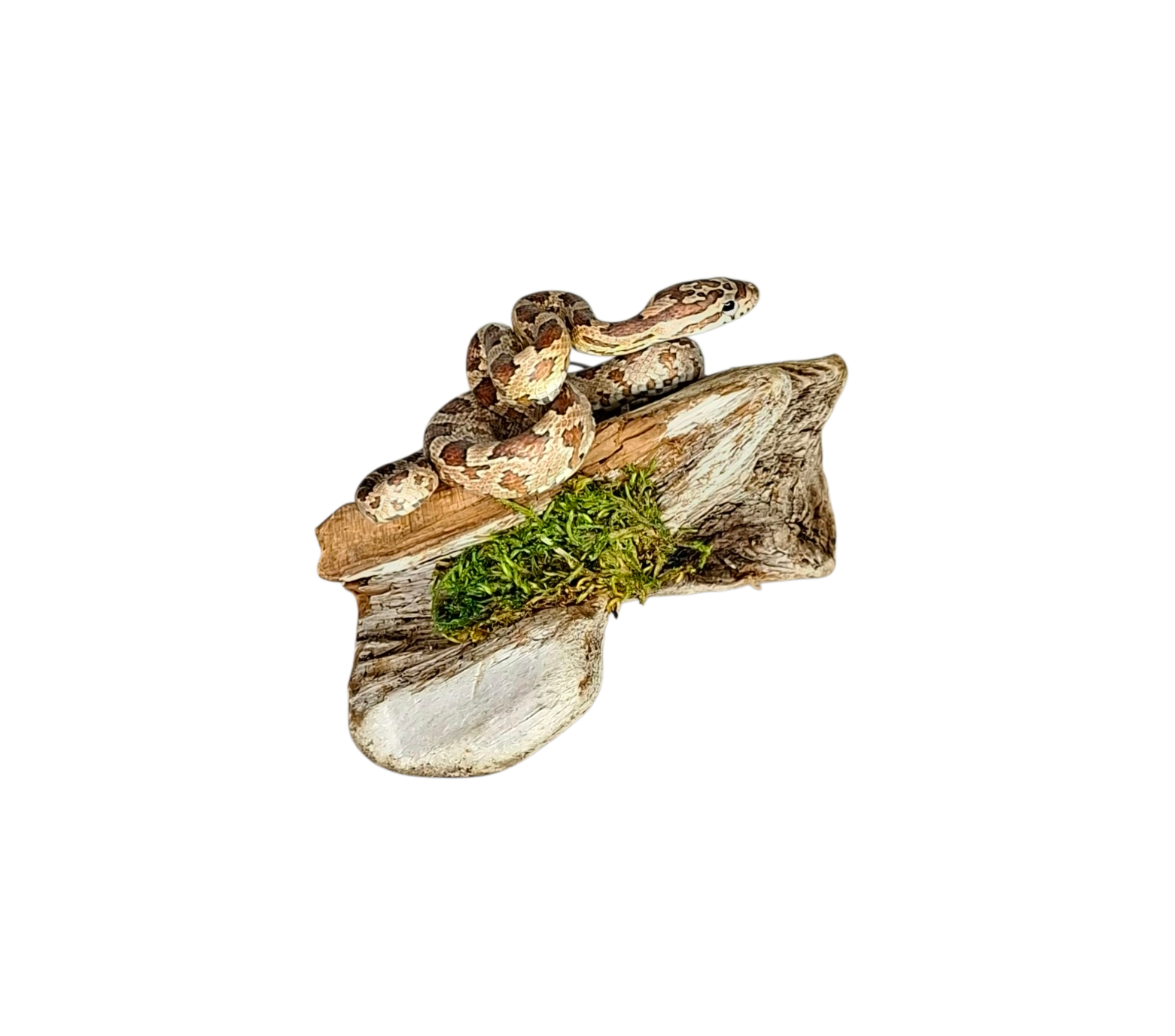Taxidermy Small Corn Snake. Log no 123. - Image 3