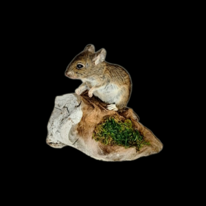 Taxidermy Field Mouse. Log no 117.