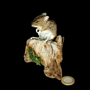 Taxidermy Field Mouse. Log no 120.