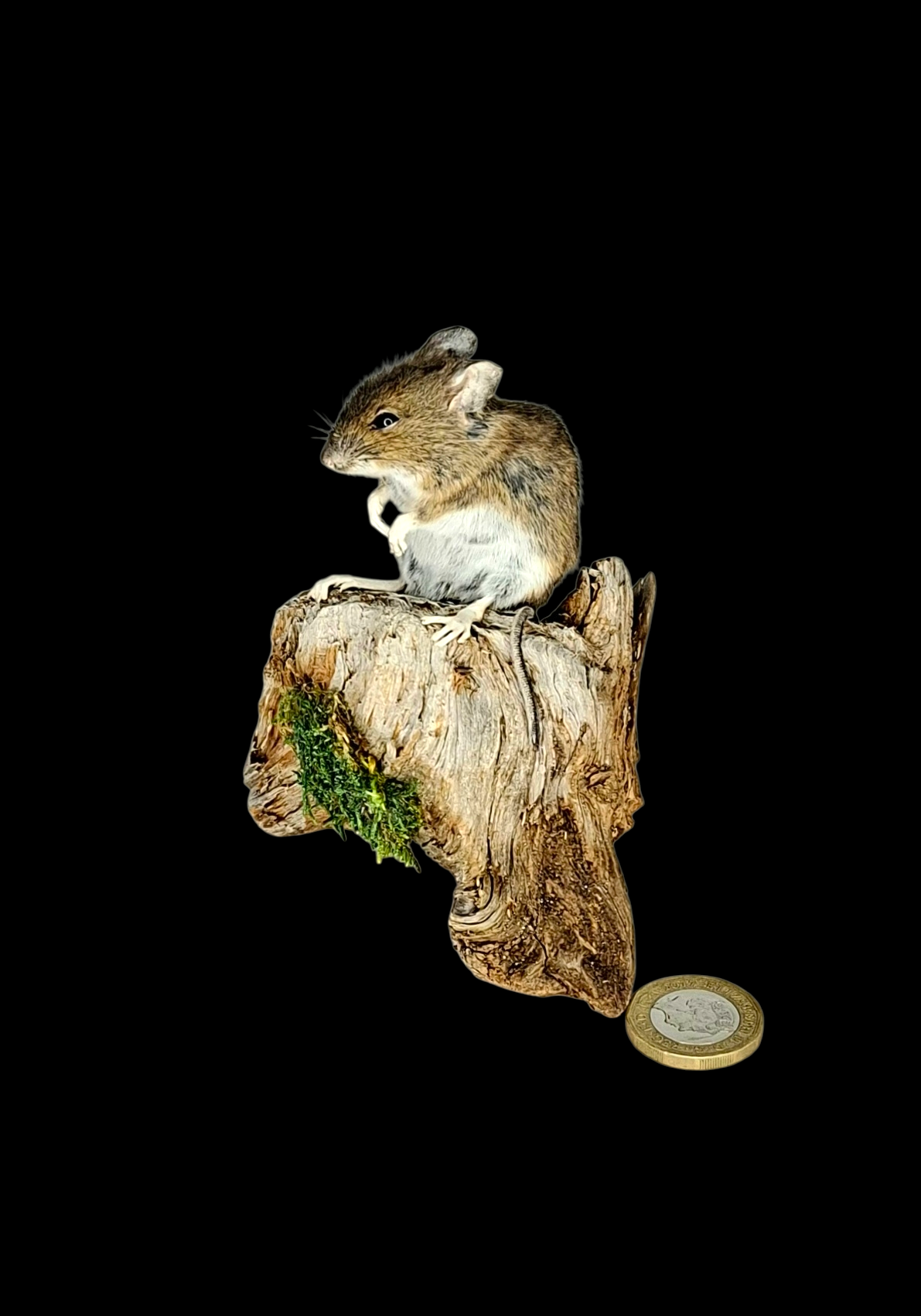 Taxidermy Field Mouse. Log no 120.