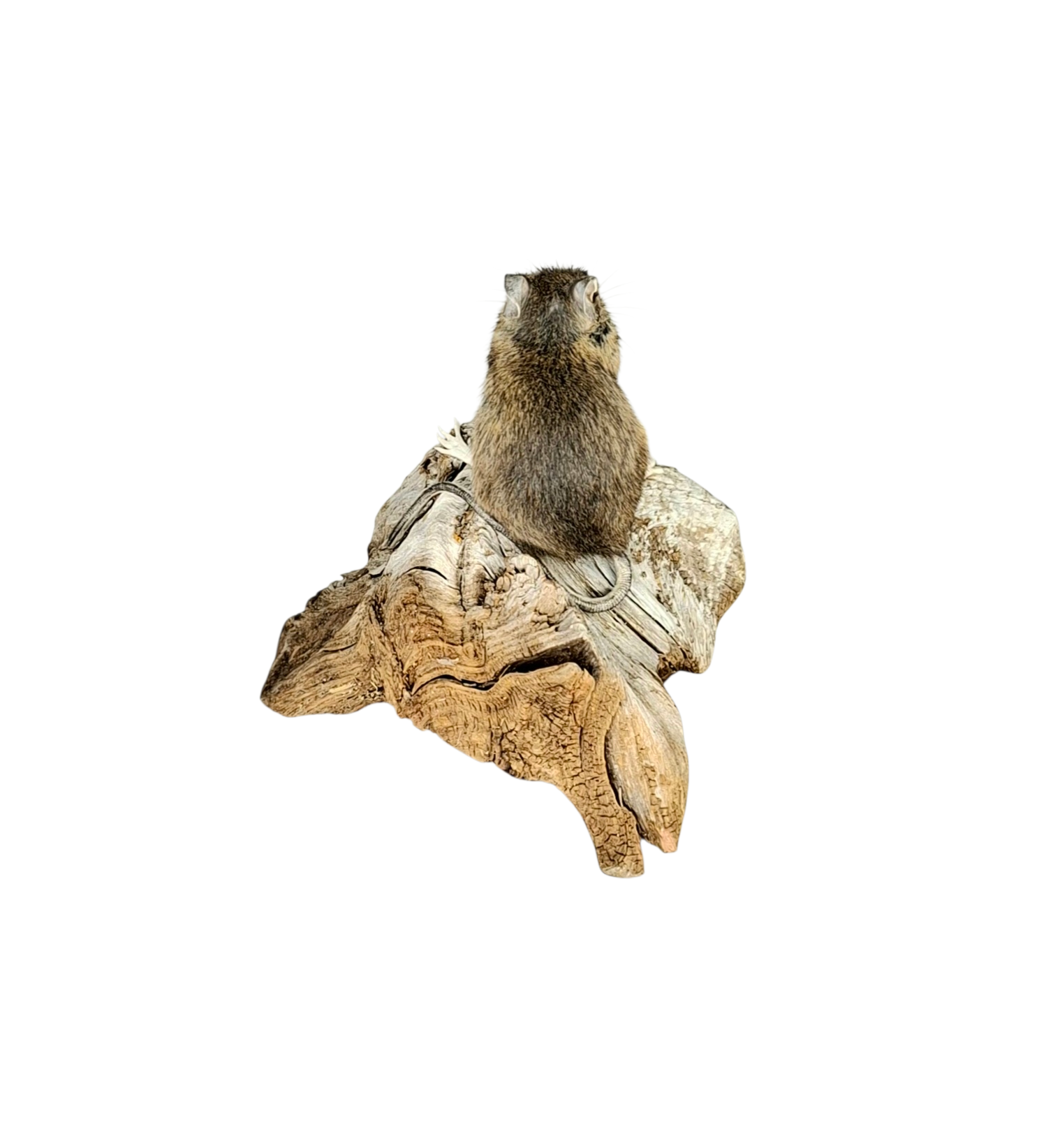 Taxidermy Field Mouse. Log no 120. - Image 2
