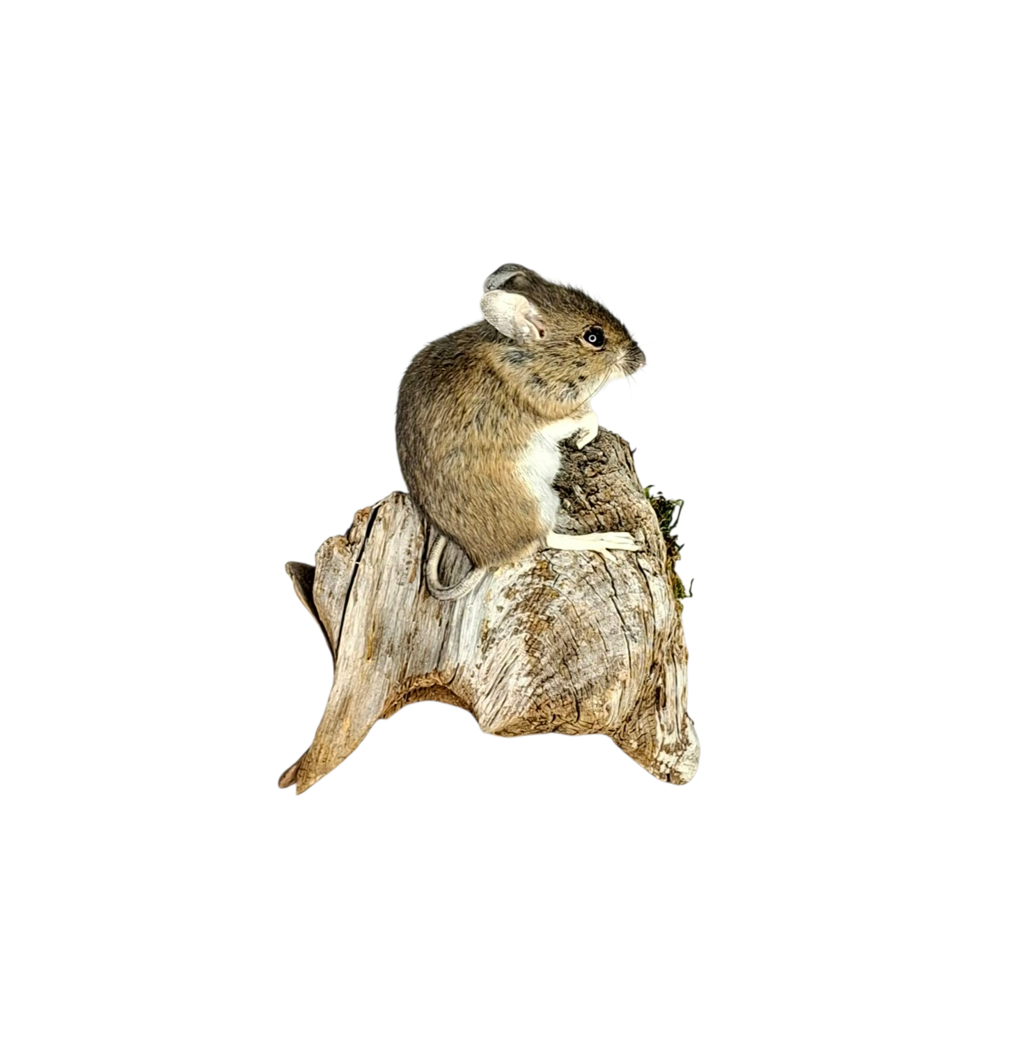 Taxidermy Field Mouse. Log no 120. - Image 3