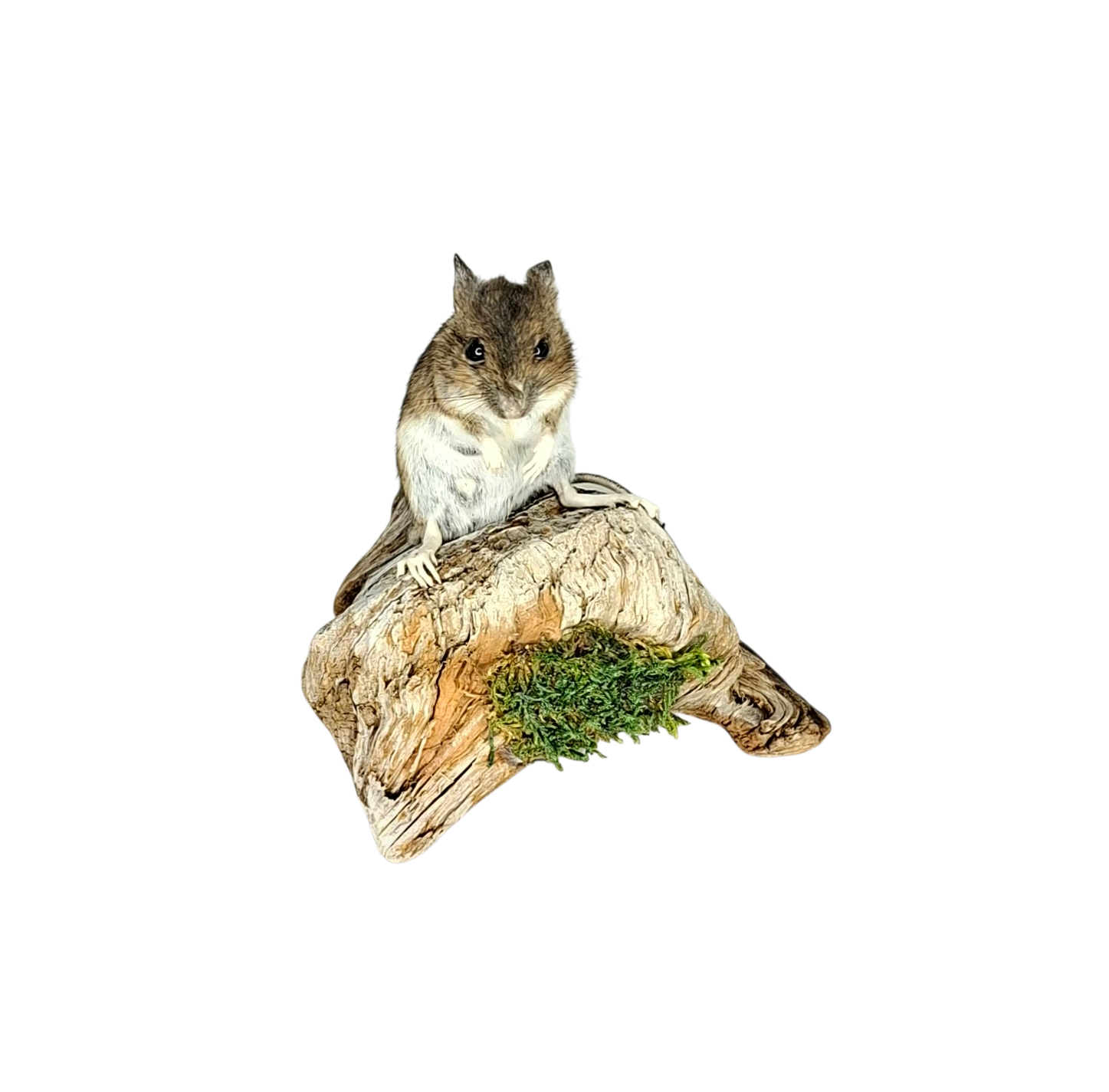Taxidermy Field Mouse. Log no 120. - Image 4