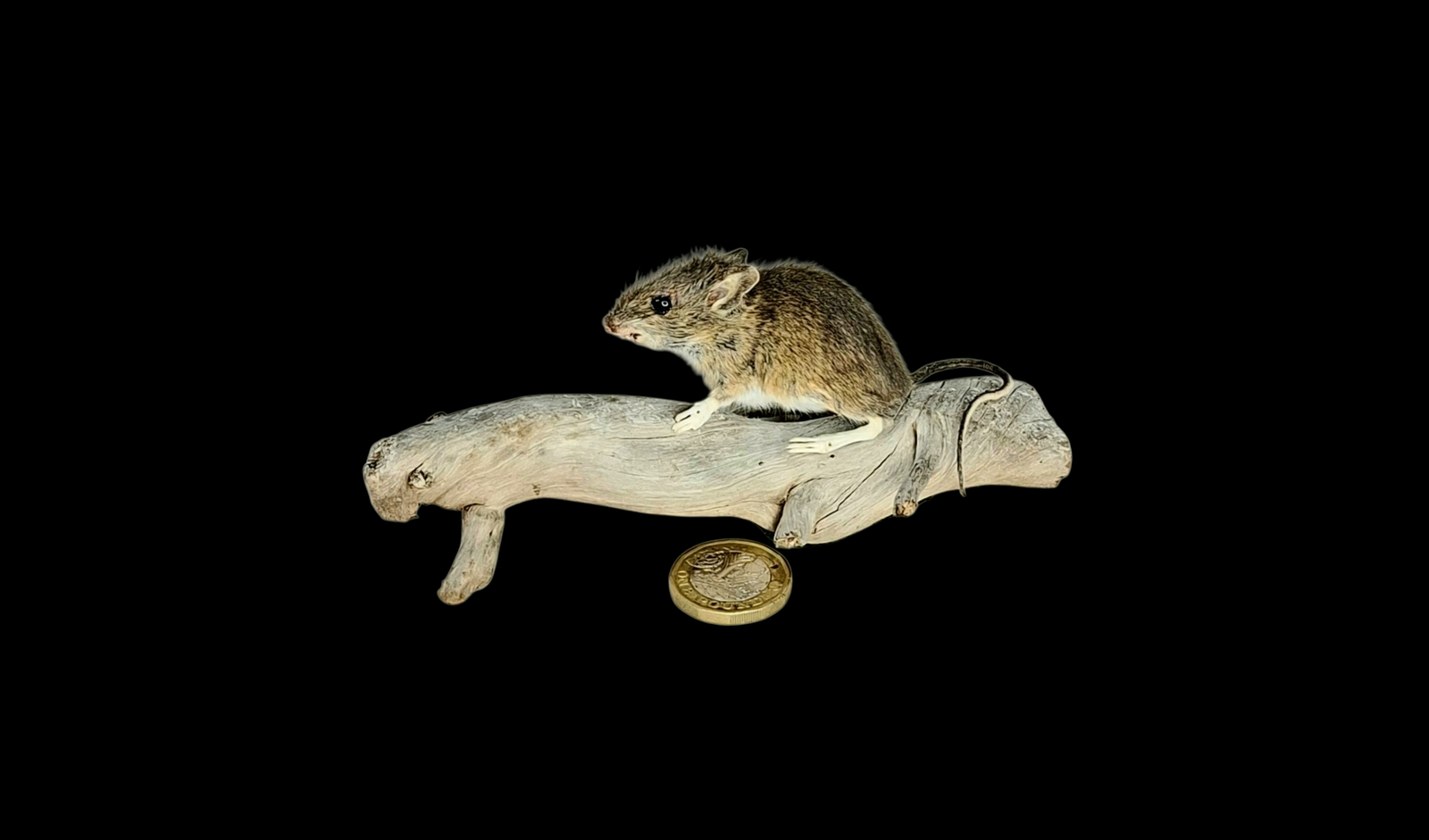 Taxidermy Field Mouse. Log no 122.