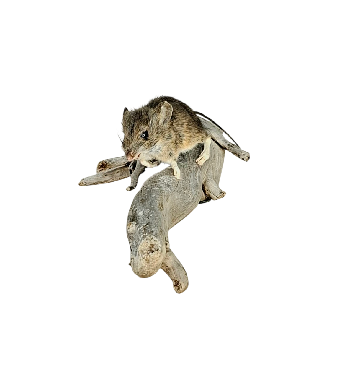 Taxidermy Field Mouse. Log no 122. - Image 2