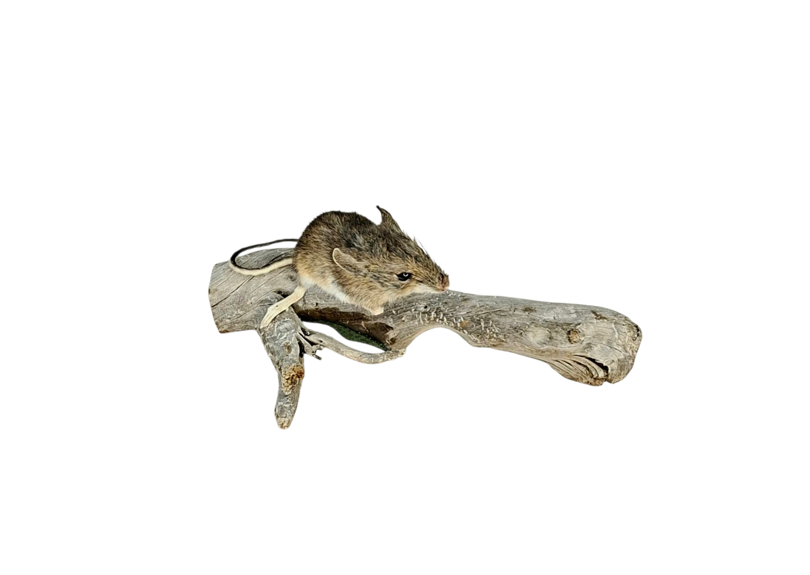 Taxidermy Field Mouse. Log no 122. - Image 3